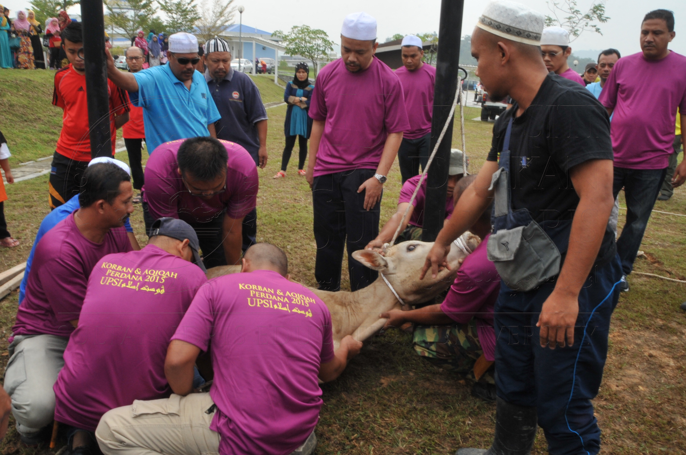 PRO15 150 KORBAN HAS 6694